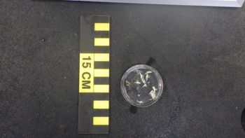 Media type: image; Invertebrate Zoology 153123   Description: live specimen;